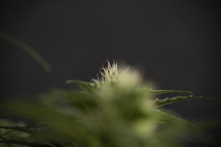 Amnesia Skunk The Zamnesia Way. Week 8 - Amnesia Skunk Studio Times 