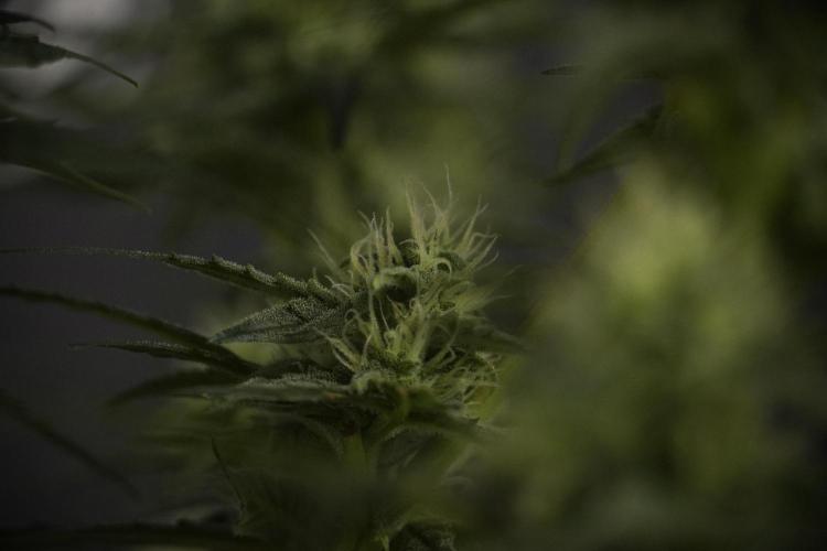 Amnesia Skunk The Zamnesia Way. Week 8 - Amnesia Skunk Studio Times 