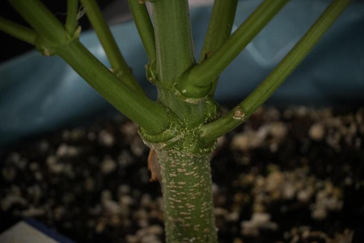 Amnesia Skunk The Zamnesia Way. Week 8 - Amnesia Skunk Studio Times 