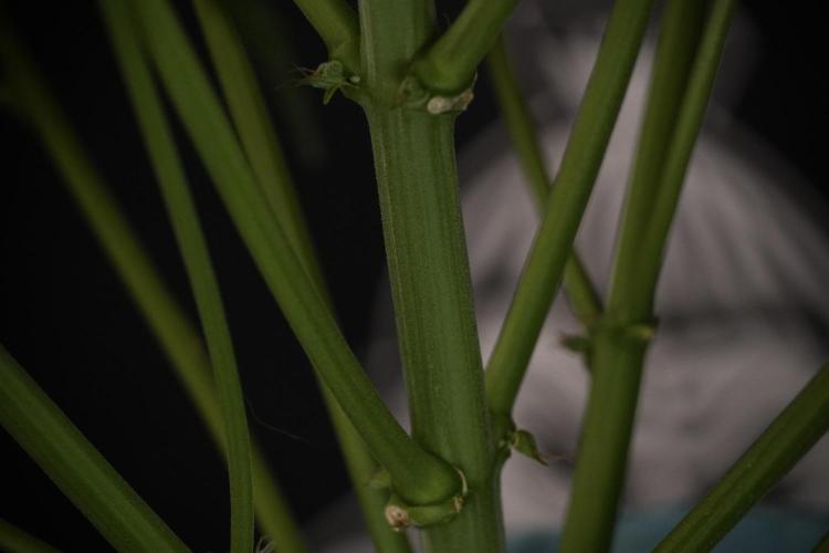 Amnesia Skunk The Zamnesia Way. Week 8 - Amnesia Skunk Studio Times 