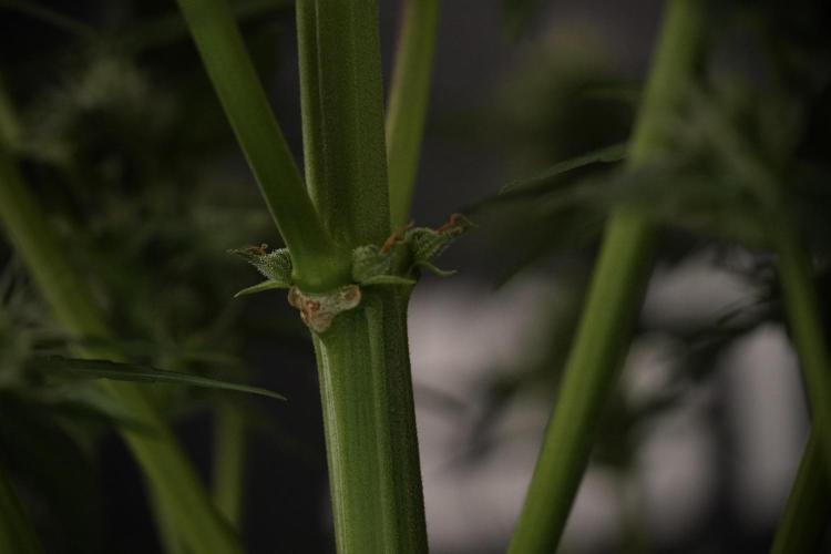 Amnesia Skunk The Zamnesia Way. Week 8 - Amnesia Skunk Studio Times 