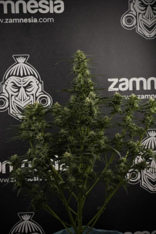 Amnesia Skunk The Zamnesia Way. Week 8 - Amnesia Skunk Studio Times 