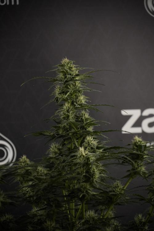 Amnesia Skunk The Zamnesia Way. Week 8 - Amnesia Skunk Studio Times 