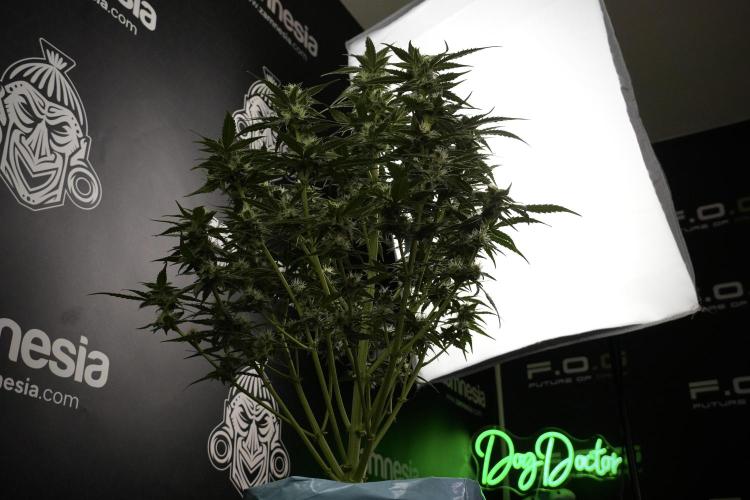 Amnesia Skunk The Zamnesia Way. Week 8 - Amnesia Skunk Studio Times 