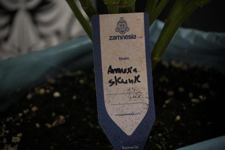 Amnesia Skunk The Zamnesia Way. Week 8 - Amnesia Skunk Studio Times 