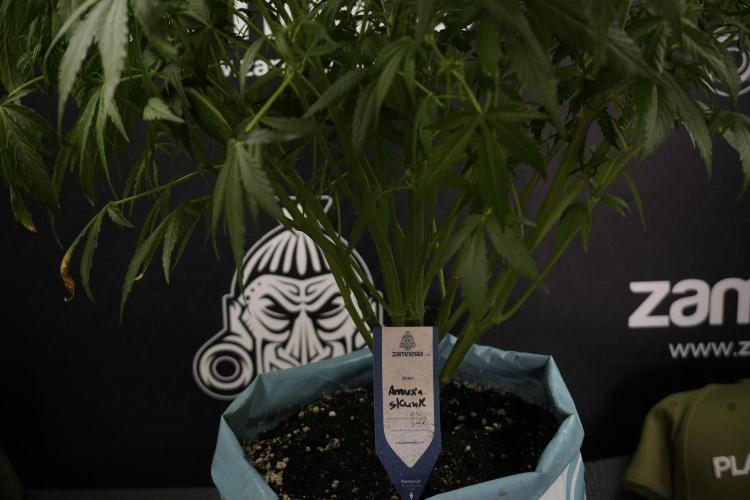 Amnesia Skunk The Zamnesia Way. Week 8 - Amnesia Skunk Studio Times 