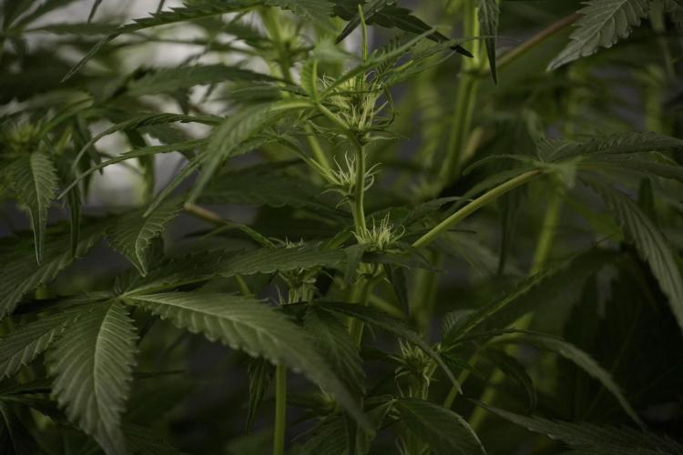 Amnesia Skunk The Zamnesia Way. Week 8 - Amnesia Skunk Studio Times 