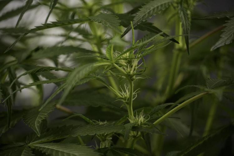 Amnesia Skunk The Zamnesia Way. Week 8 - Amnesia Skunk Studio Times 