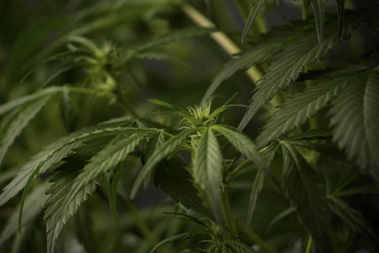 Amnesia Skunk The Zamnesia Way. Week 8 - Amnesia Skunk Studio Times 