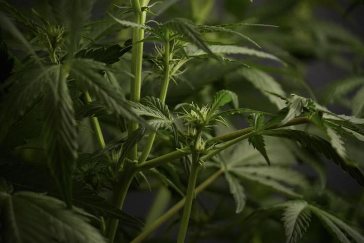 Amnesia Skunk The Zamnesia Way. Week 8 - Amnesia Skunk Studio Times 