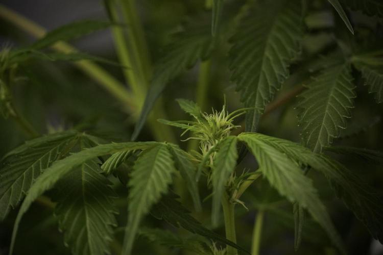 Amnesia Skunk The Zamnesia Way. Week 8 - Amnesia Skunk Studio Times 