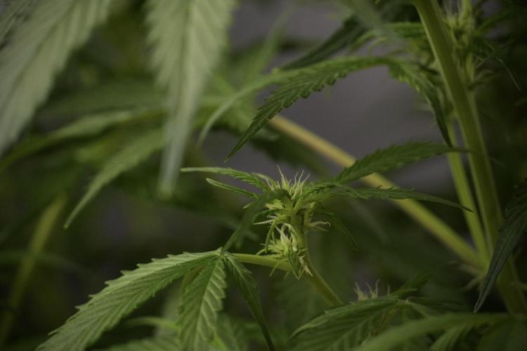 Amnesia Skunk The Zamnesia Way. Week 8 - Amnesia Skunk Studio Times 