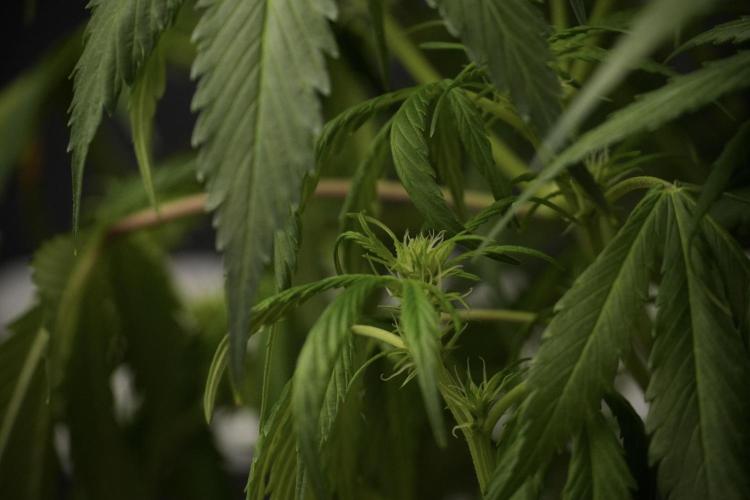 Amnesia Skunk The Zamnesia Way. Week 8 - Amnesia Skunk Studio Times 