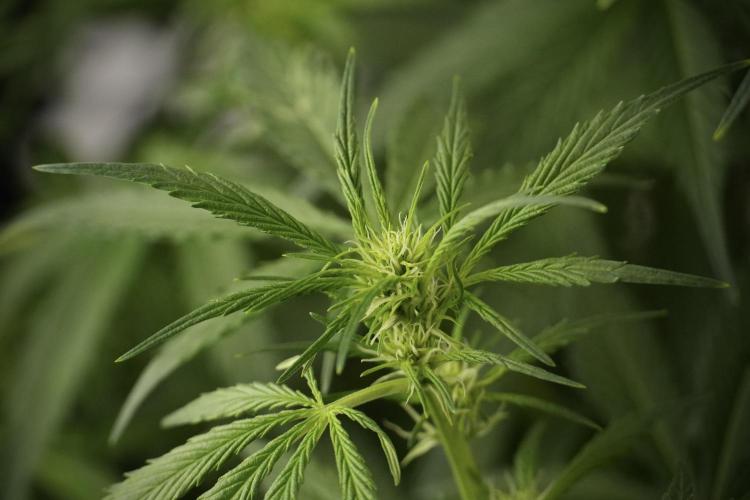 Amnesia Skunk The Zamnesia Way. Week 8 - Amnesia Skunk Studio Times 