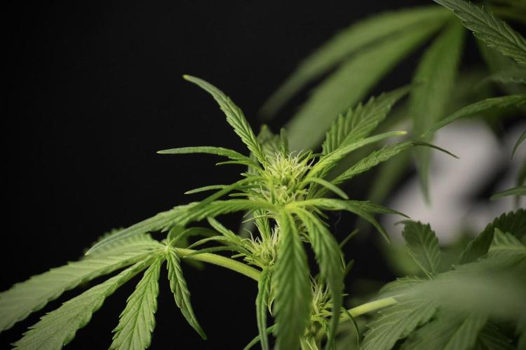 Amnesia Skunk The Zamnesia Way. Week 8 - Amnesia Skunk Studio Times 