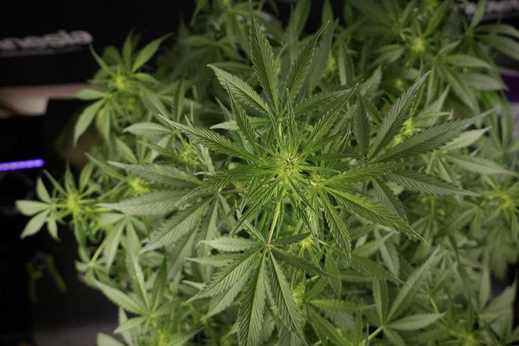 Amnesia Skunk The Zamnesia Way. Week 8 - Amnesia Skunk Studio Times 