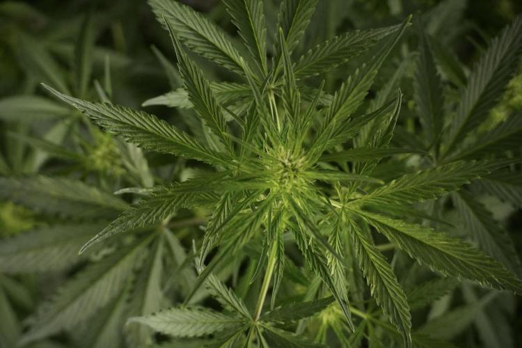 Amnesia Skunk The Zamnesia Way. Week 8 - Amnesia Skunk Studio Times 