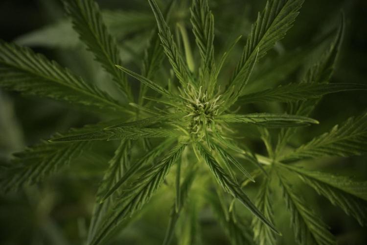 Amnesia Skunk The Zamnesia Way. Week 8 - Amnesia Skunk Studio Times 