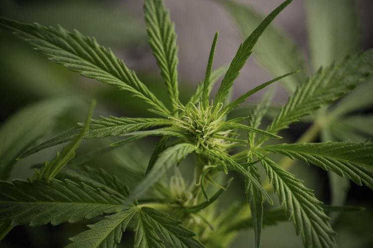 Amnesia Skunk The Zamnesia Way. Week 8 - Amnesia Skunk Studio Times 