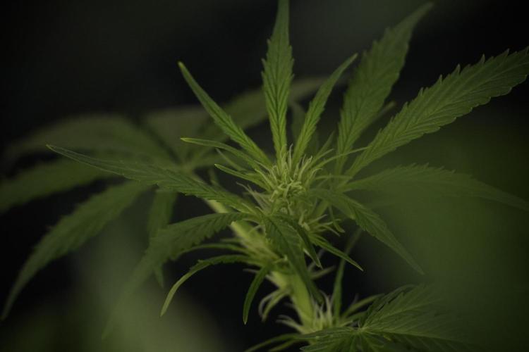 Amnesia Skunk The Zamnesia Way. Week 8 - Amnesia Skunk Studio Times 