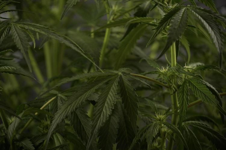 Amnesia Skunk The Zamnesia Way. Week 8 - Amnesia Skunk Studio Times 