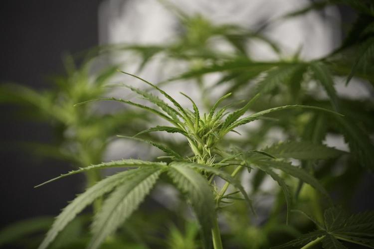 Amnesia Skunk The Zamnesia Way. Week 8 - Amnesia Skunk Studio Times 