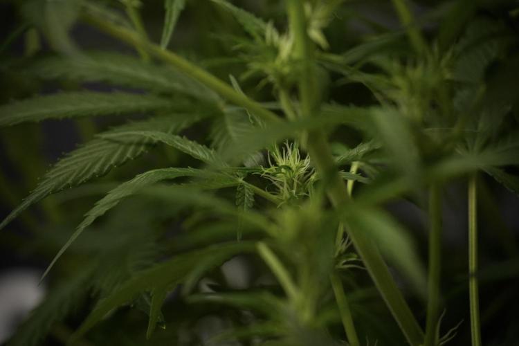 Amnesia Skunk The Zamnesia Way. Week 8 - Amnesia Skunk Studio Times 