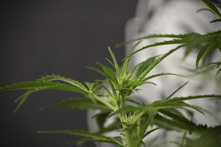 Amnesia Skunk The Zamnesia Way. Week 8 - Amnesia Skunk Studio Times 