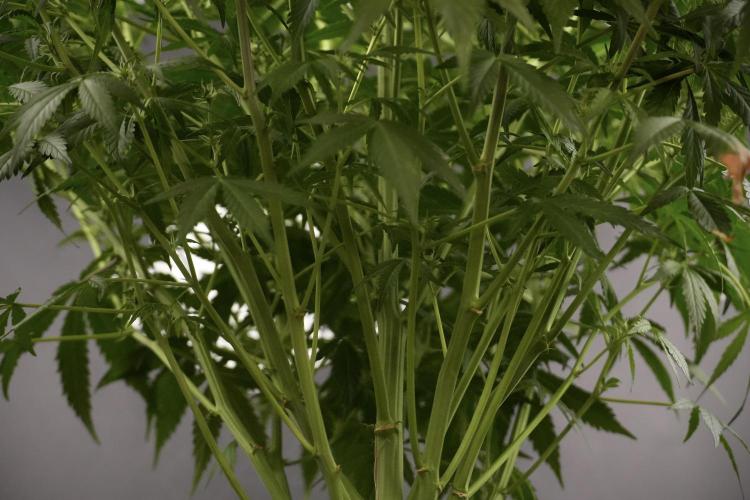 Amnesia Skunk The Zamnesia Way. Week 8 - Amnesia Skunk Studio Times 