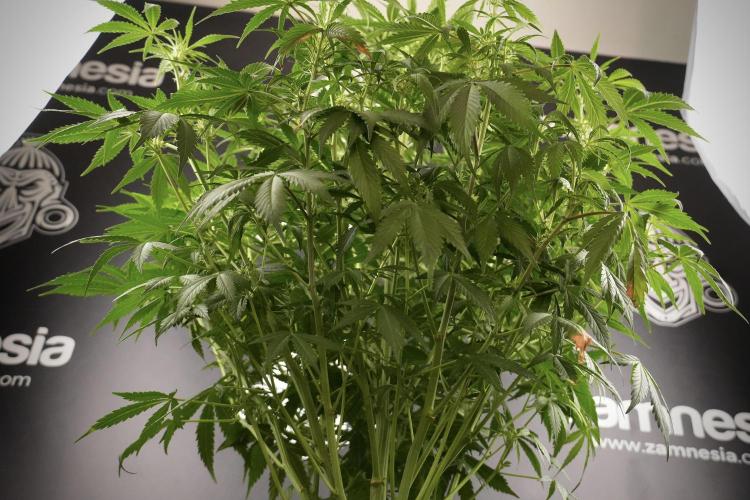 Amnesia Skunk The Zamnesia Way. Week 8 - Amnesia Skunk Studio Times 