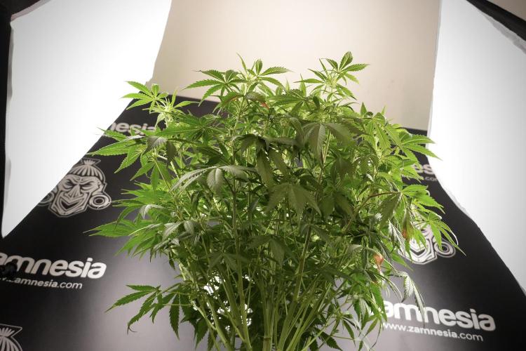 Amnesia Skunk The Zamnesia Way. Week 8 - Amnesia Skunk Studio Times 