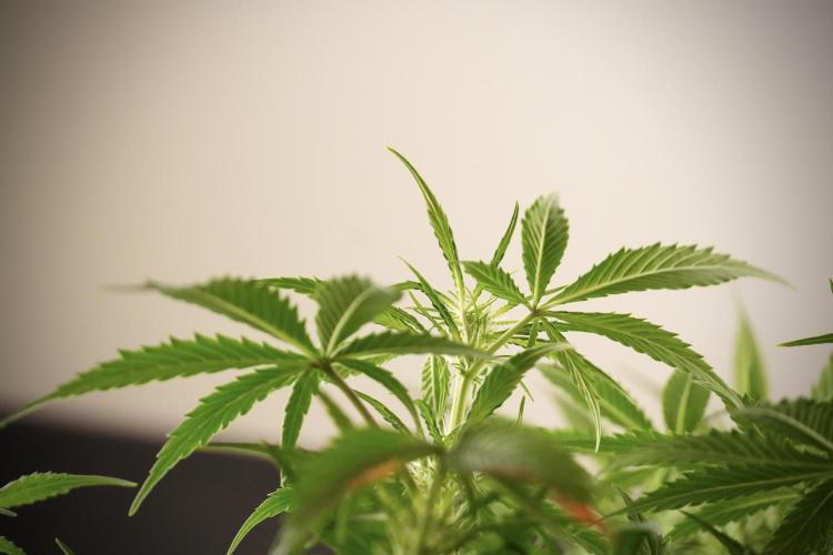 Amnesia Skunk The Zamnesia Way. Week 8 - Amnesia Skunk Studio Times 