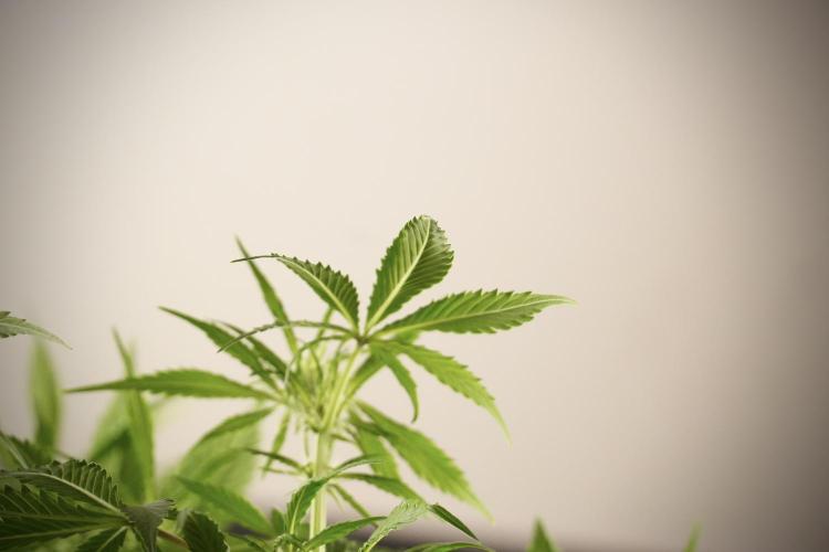 Amnesia Skunk The Zamnesia Way. Week 8 - Amnesia Skunk Studio Times 