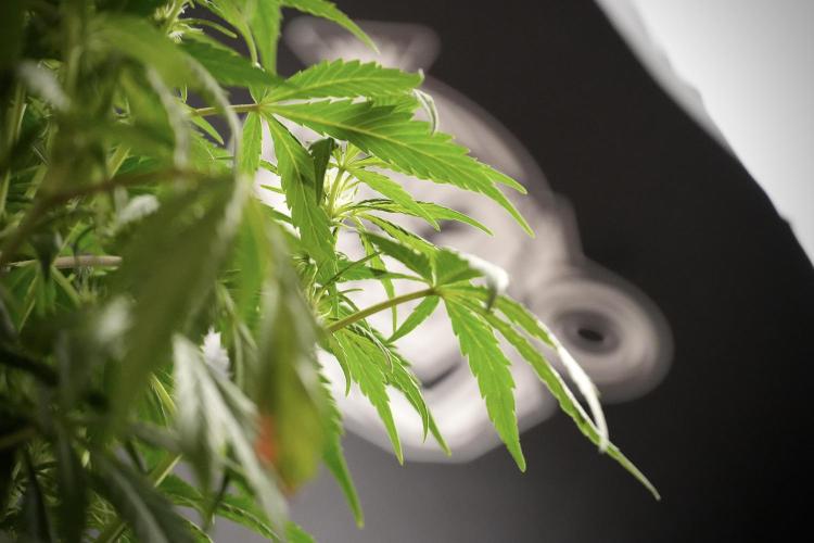 Amnesia Skunk The Zamnesia Way. Week 8 - Amnesia Skunk Studio Times 