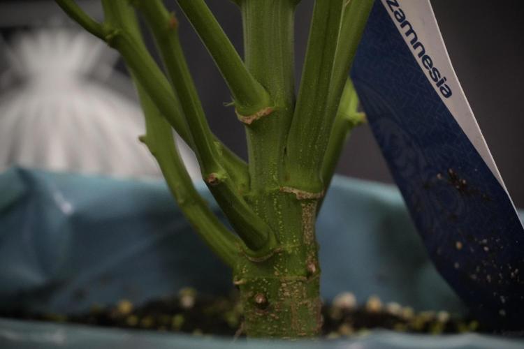 Amnesia Skunk The Zamnesia Way. Week 8 - Amnesia Skunk Studio Times 