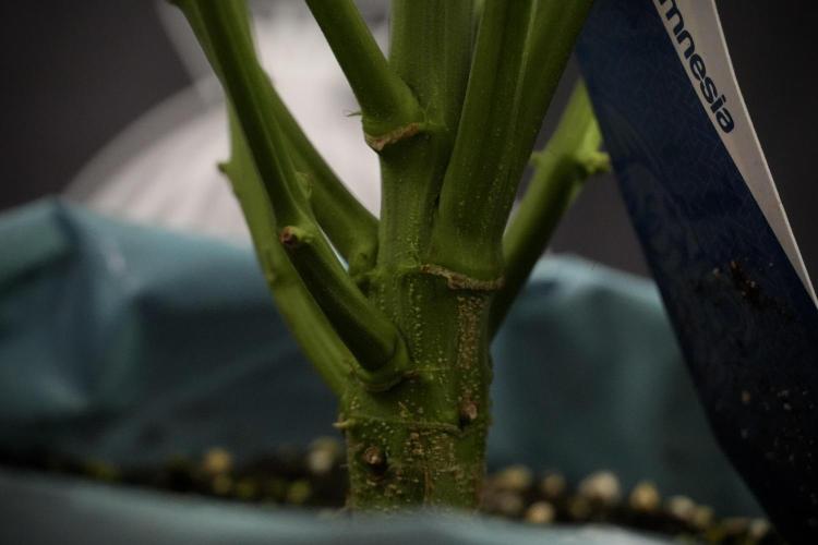 Amnesia Skunk The Zamnesia Way. Week 8 - Amnesia Skunk Studio Times 