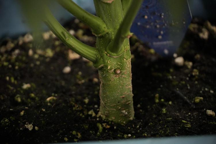 Amnesia Skunk The Zamnesia Way. Week 8 - Amnesia Skunk Studio Times 