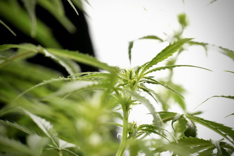 Amnesia Skunk The Zamnesia Way. Week 8 - Amnesia Skunk Studio Times 