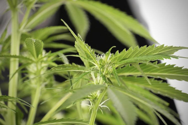 Amnesia Skunk The Zamnesia Way. Week 8 - Amnesia Skunk Studio Times 