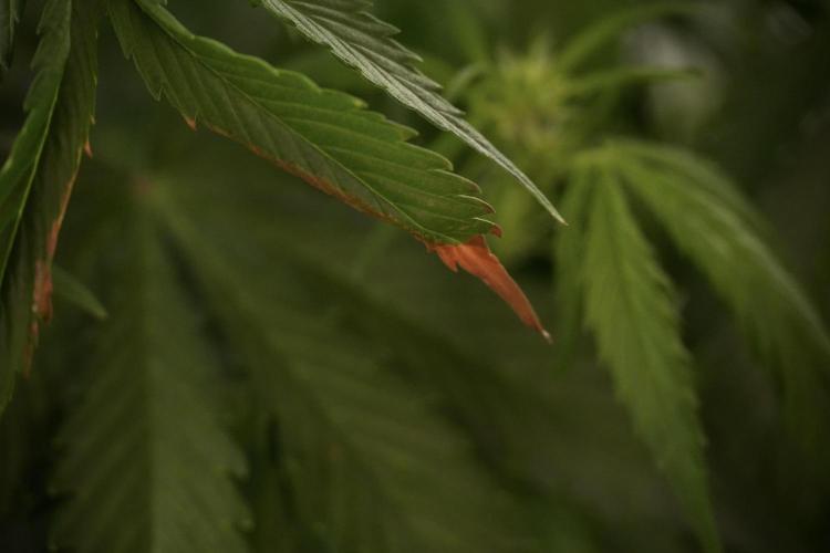 Amnesia Skunk The Zamnesia Way. Week 8 - Amnesia Skunk Studio Times 