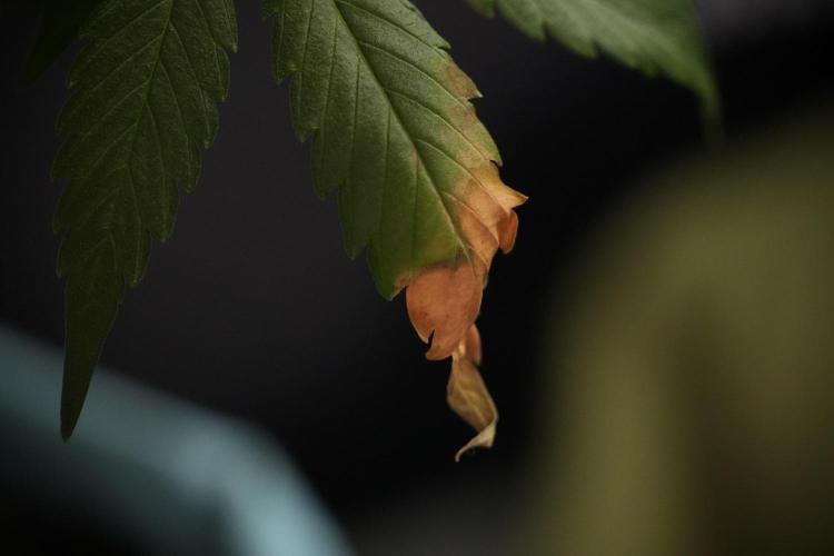 Amnesia Skunk The Zamnesia Way. Week 8 - Amnesia Skunk Studio Times 