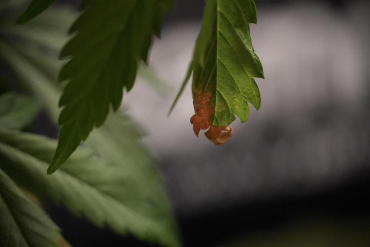 Amnesia Skunk The Zamnesia Way. Week 8 - Amnesia Skunk Studio Times 