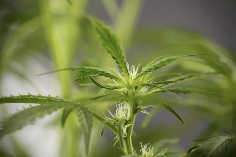 Amnesia Skunk The Zamnesia Way. Week 8 - Amnesia Skunk Studio Times 