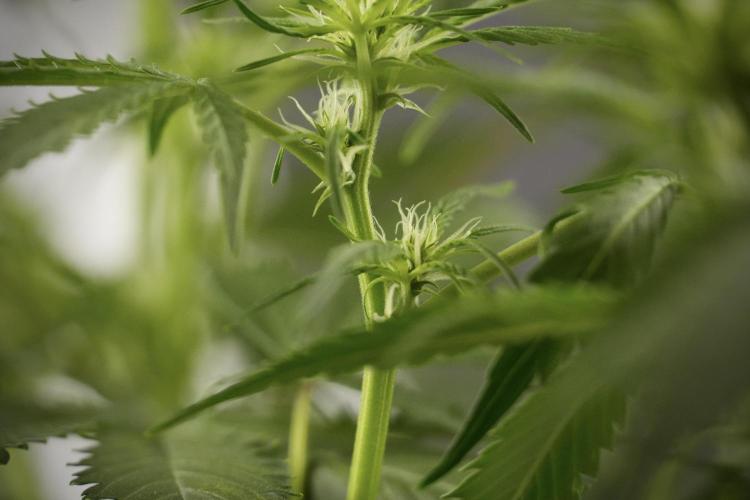 Amnesia Skunk The Zamnesia Way. Week 8 - Amnesia Skunk Studio Times 