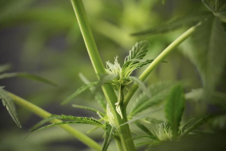 Amnesia Skunk The Zamnesia Way. Week 8 - Amnesia Skunk Studio Times 