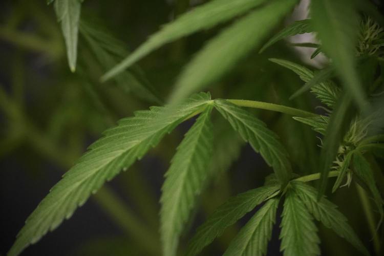 Amnesia Skunk The Zamnesia Way. Week 8 - Amnesia Skunk Studio Times 