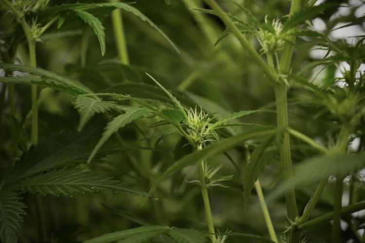 Amnesia Skunk The Zamnesia Way. Week 8 - Amnesia Skunk Studio Times 