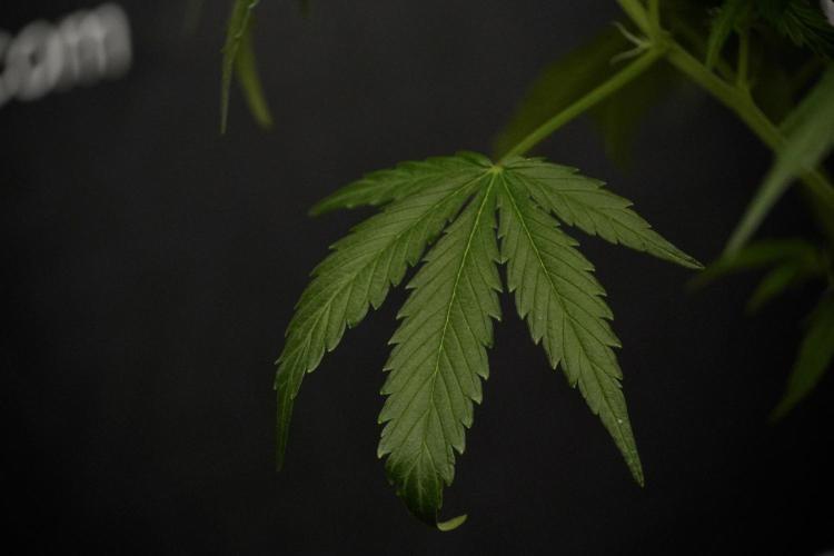 Amnesia Skunk The Zamnesia Way. Week 8 - Amnesia Skunk Studio Times 