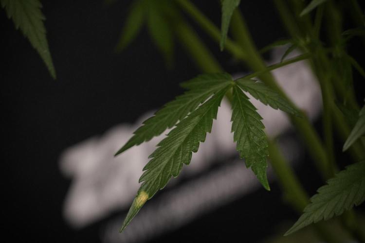 Amnesia Skunk The Zamnesia Way. Week 8 - Amnesia Skunk Studio Times 