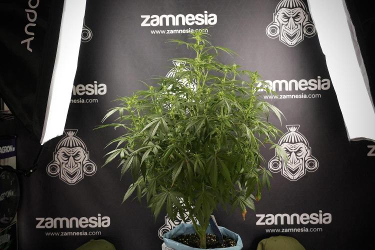 Amnesia Skunk The Zamnesia Way. Week 8 - Amnesia Skunk Studio Times 